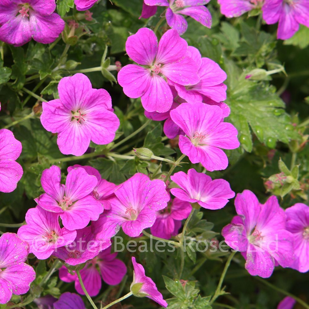 Geranium riversleaianum 'Russell Prichard'